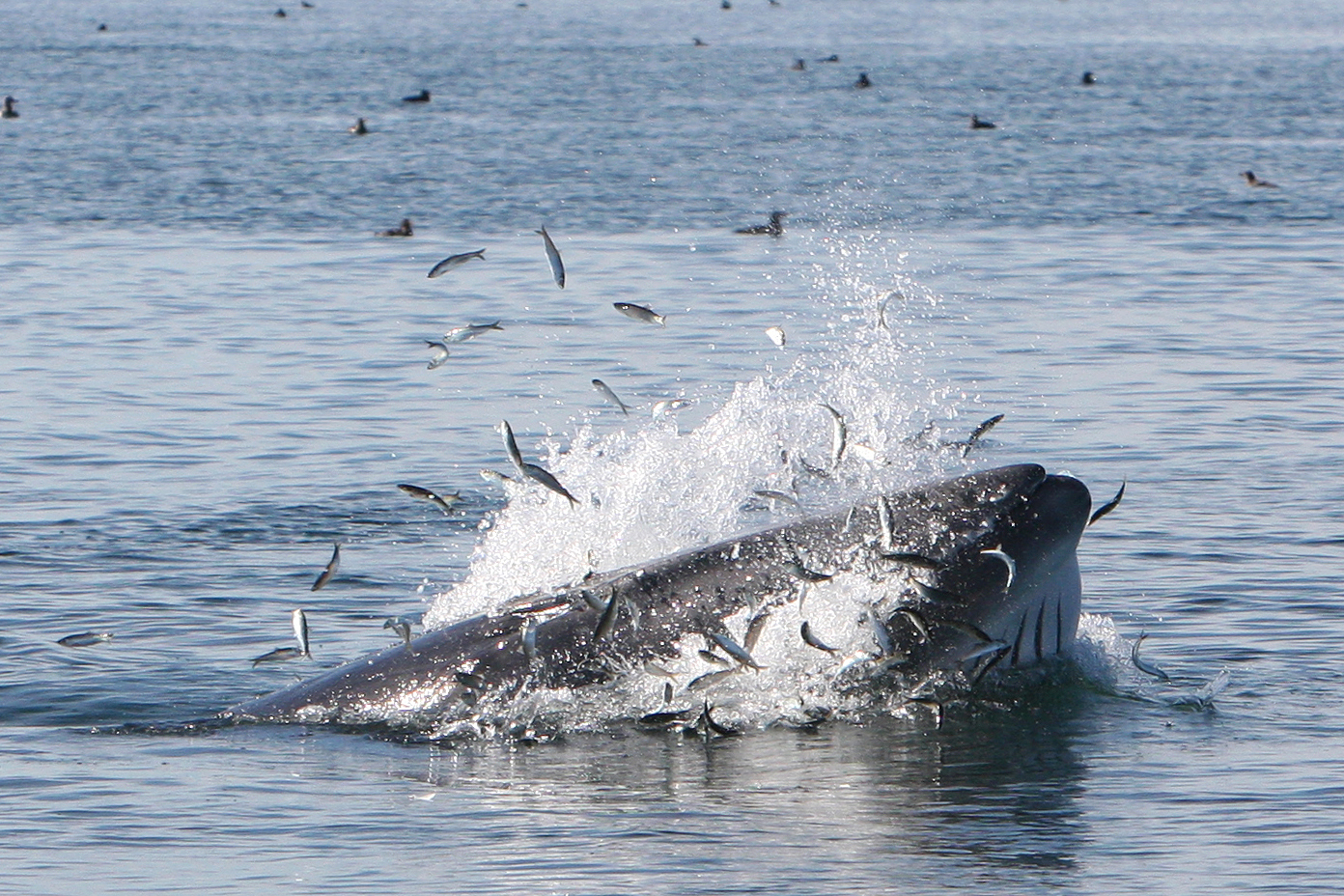 MW 2013 08 07 JTowers BoldHead 8311