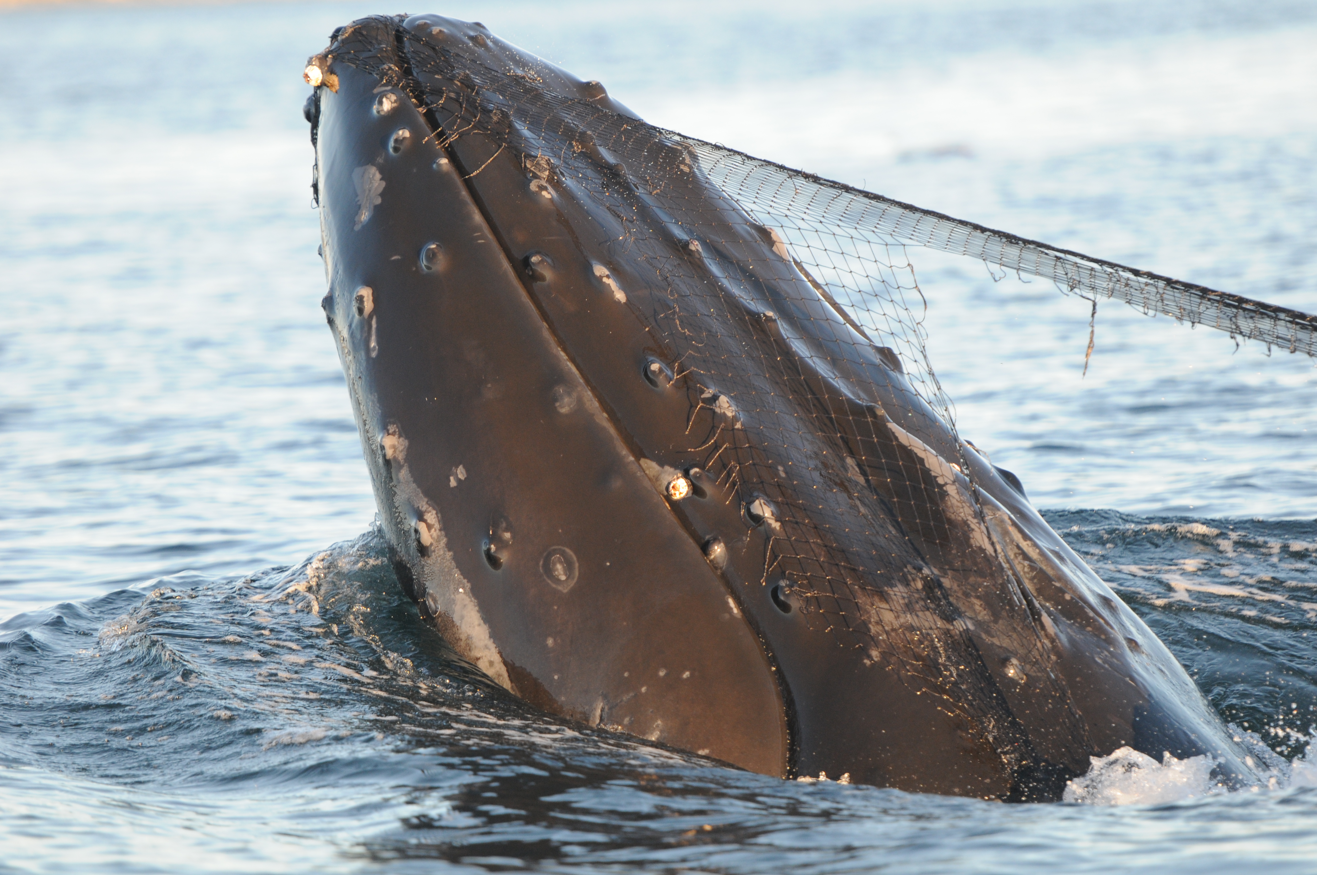 The net on Cutter's head was attached by barnacles and tubercles on his lower jaw. (Photo by Christie McMillan, MERS)