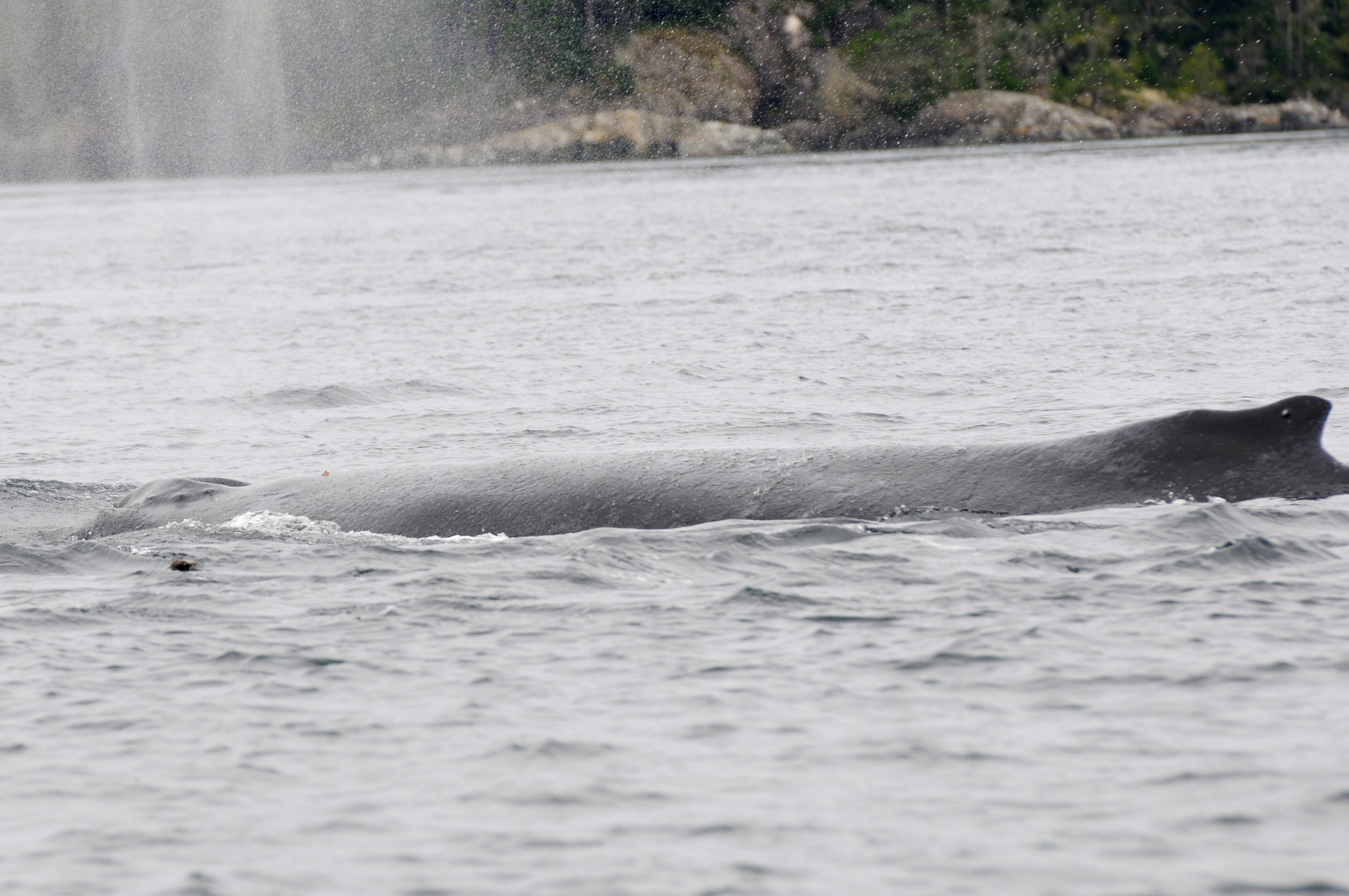 Cutter today - swimming and feeding effectively. Photo by Christie McMillan, MERS