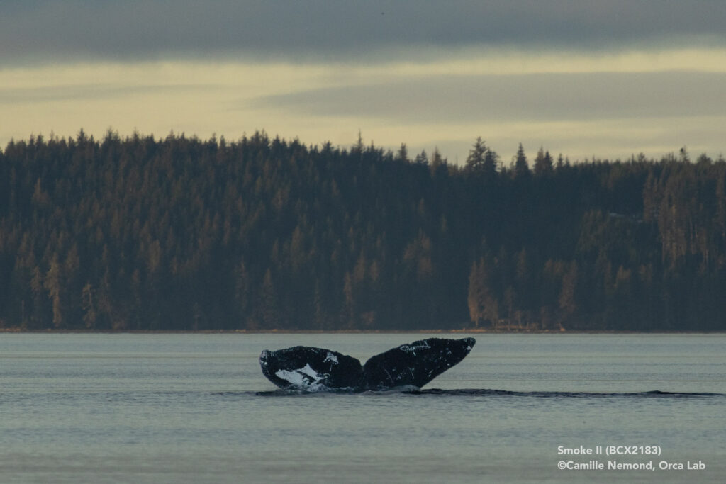 2026 01 14 CamilleNemondOrcaLab JS WhatsApp Image 2026 01 14 at 18.15.09 19.06.15