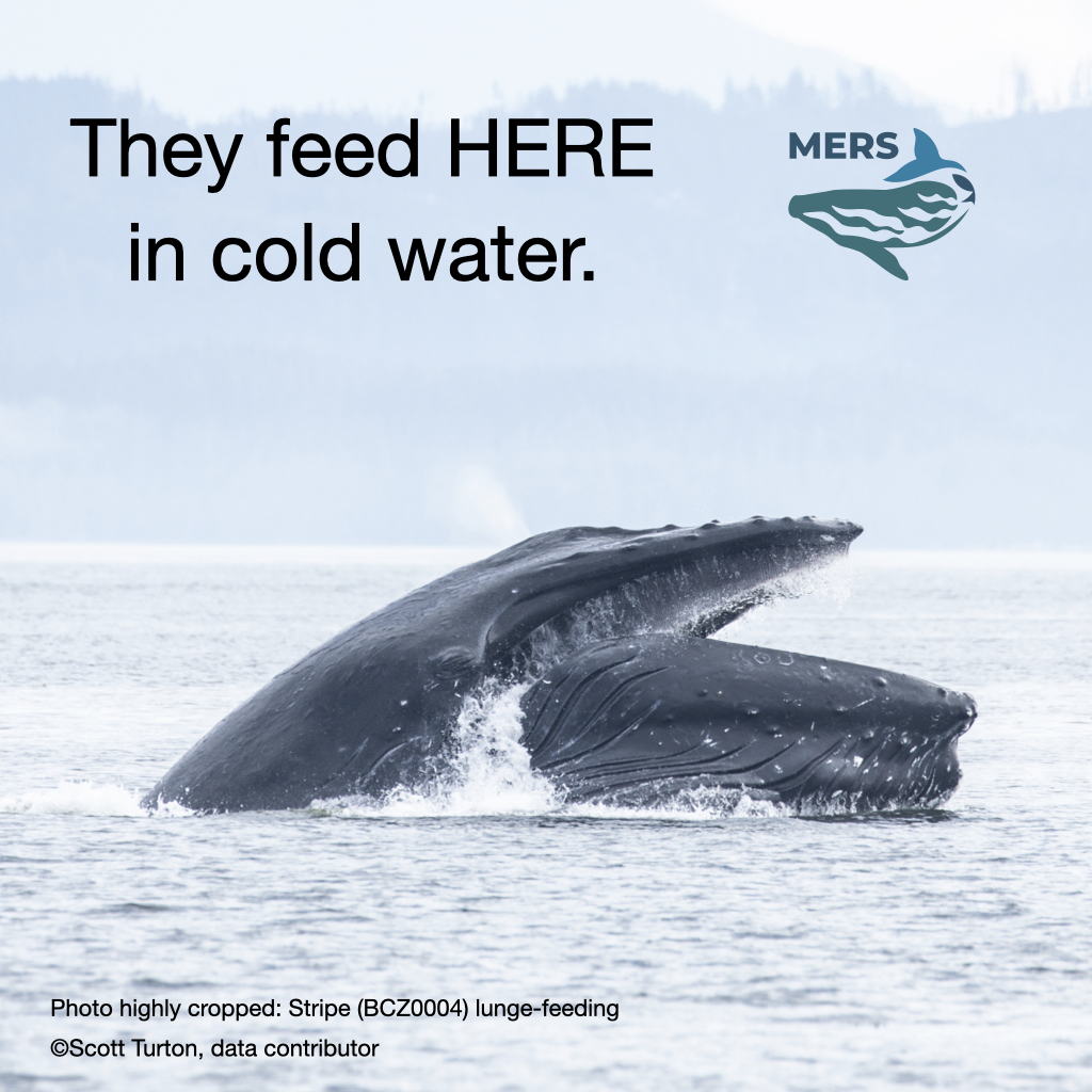 485698397 1050246913805784 2602592656713347241 n