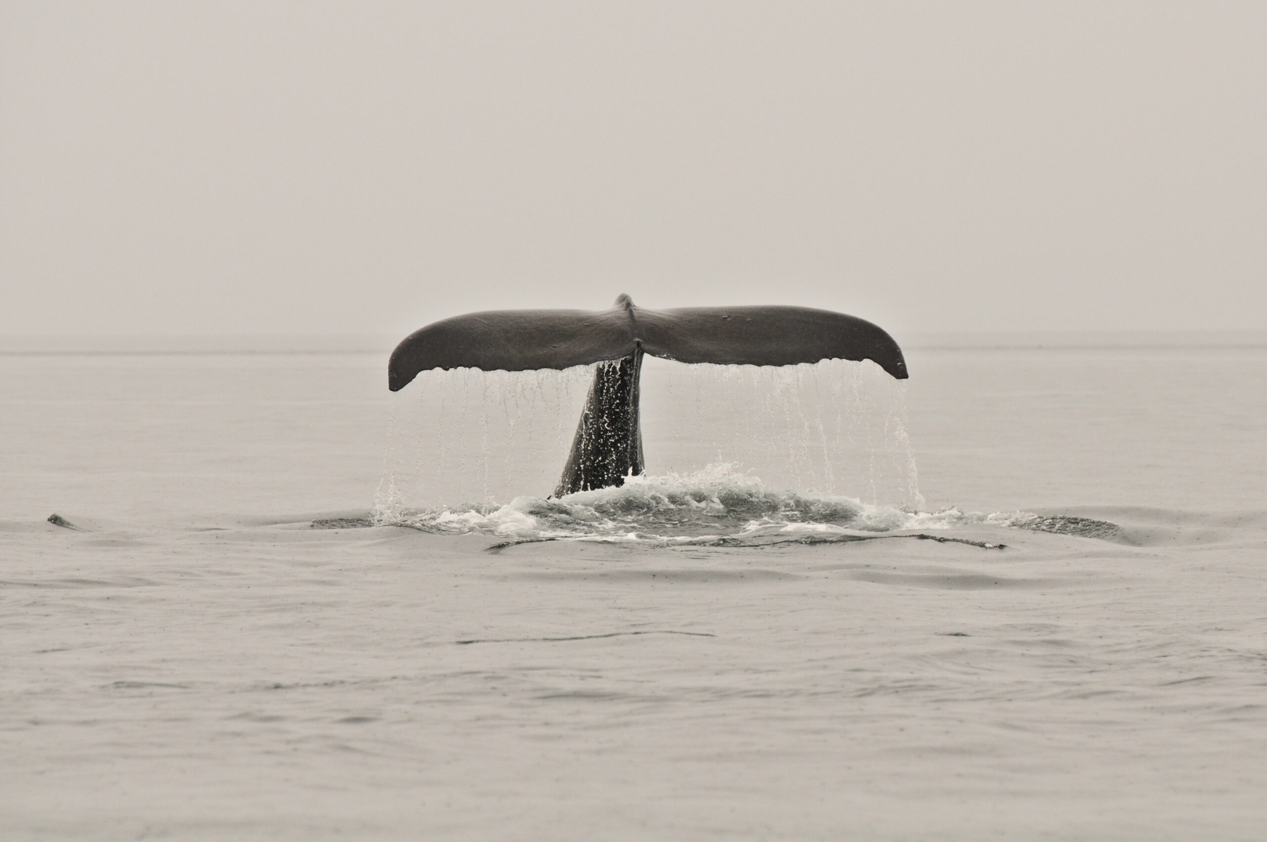 HW 2011 07 02 JH Donegal 3853